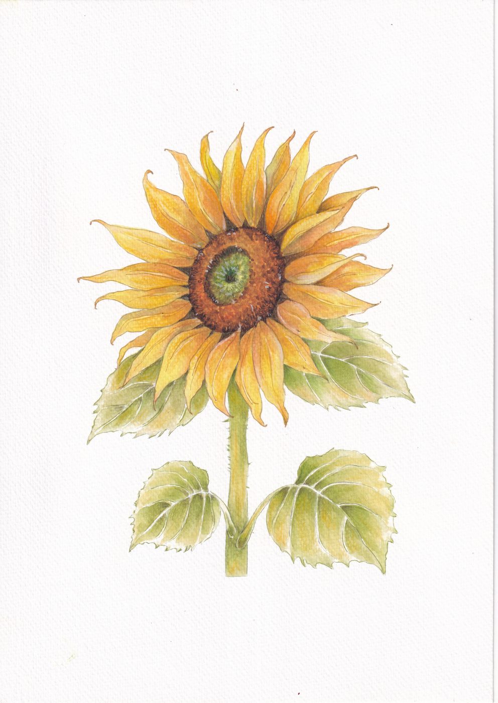 Girasol pintado en acuarela