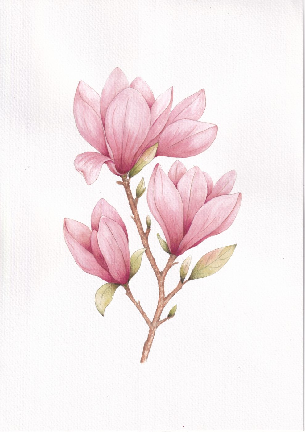 Magnolias rosadas en acuarela
